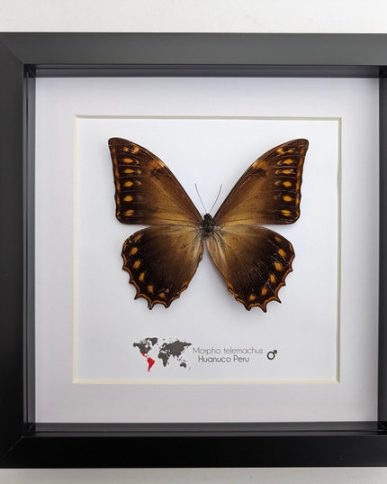 Framed golden morpho butterfly - ethically sourced entomology wall decor