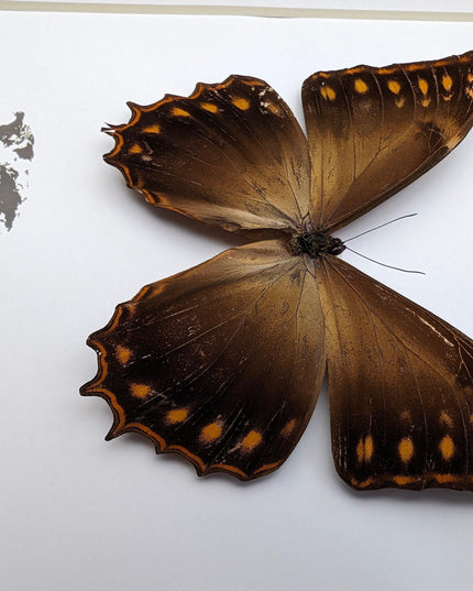 Framed golden morpho butterfly - ethically sourced entomology wall decor