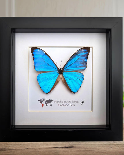 Framed Aurora Morpho Butterfly, Peru, 6" Shadowbox
