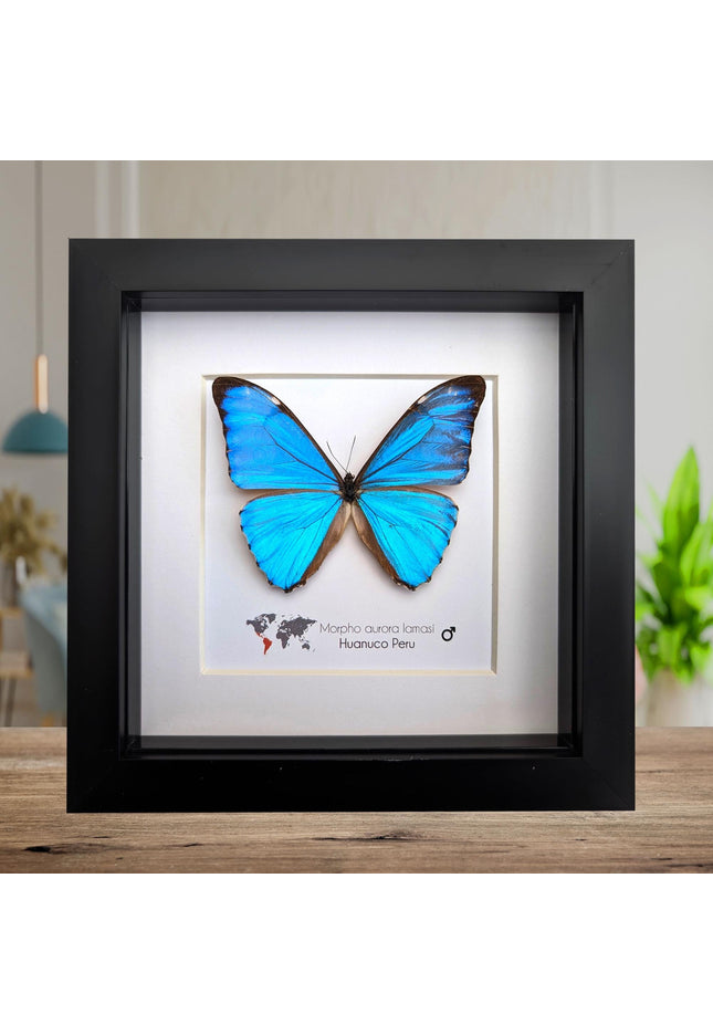 Framed Aurora Morpho Butterfly, Peru, 6" Shadowbox