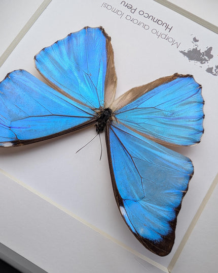 Framed Aurora Morpho Butterfly, Peru, 6" Shadowbox