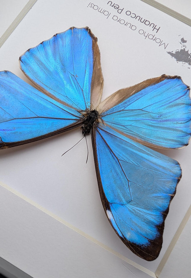 Framed Aurora Morpho Butterfly, Peru, 6" Shadowbox