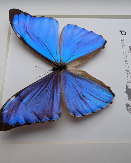 Framed Aurora Morpho Butterfly, Peru, 6" Shadowbox