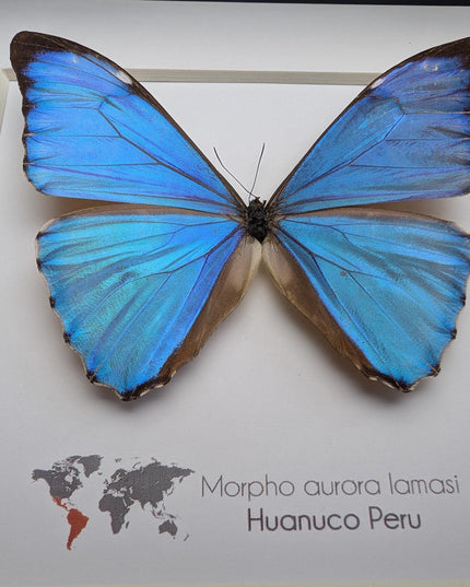 Framed Aurora Morpho Butterfly, Peru, 6" Shadowbox