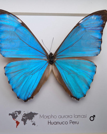 Framed Aurora Morpho Butterfly, Peru, 6" Shadowbox