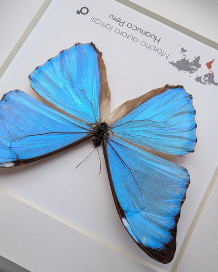 Framed Aurora Morpho Butterfly, Peru, 6" Shadowbox