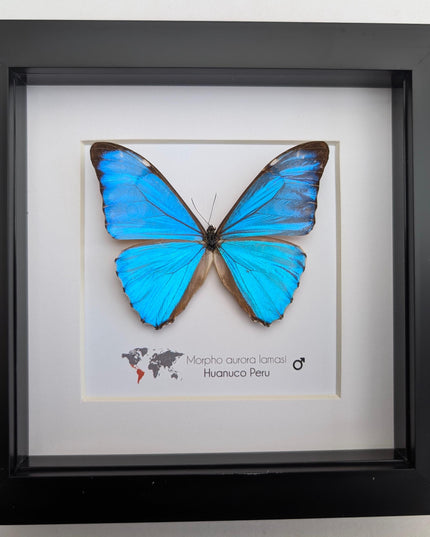 Framed Aurora Morpho Butterfly, Peru, 6" Shadowbox