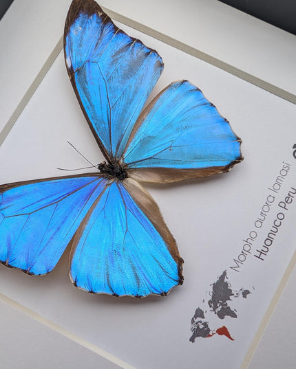 Framed Aurora Morpho Butterfly, Peru, 6" Shadowbox