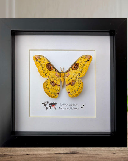 Framed Golden Emperor Moth Taxidermy, Entomology Wall Art