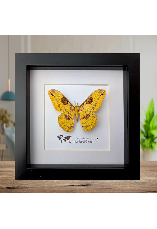Framed Golden Emperor Moth Taxidermy, Entomology Wall Art