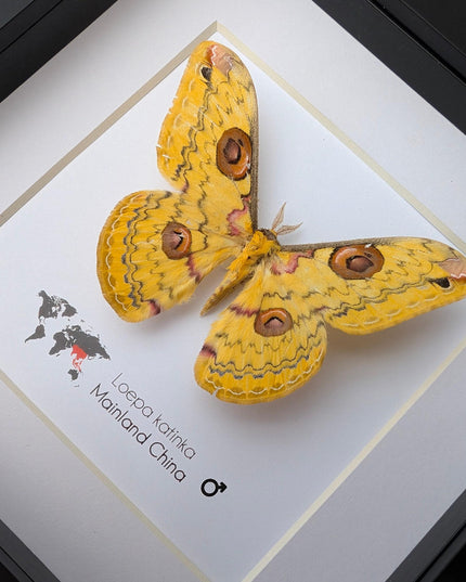 Framed Golden Emperor Moth Taxidermy, Entomology Wall Art
