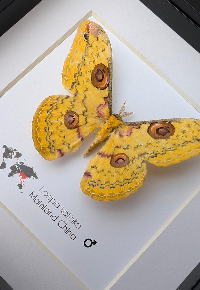 Framed Golden Emperor Moth Taxidermy, Entomology Wall Art