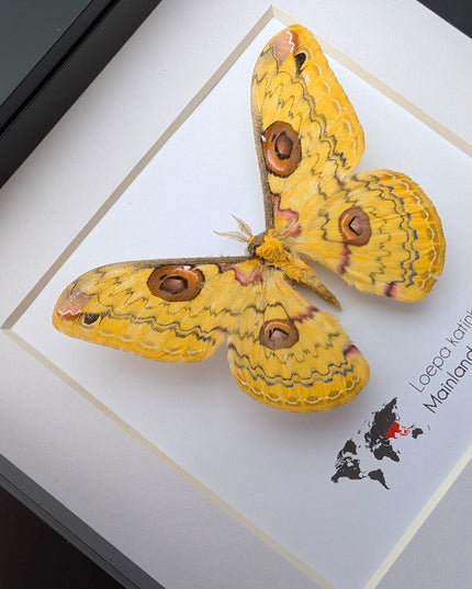 Framed Golden Emperor Moth Taxidermy, Entomology Wall Art