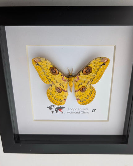 Framed Golden Emperor Moth Taxidermy, Entomology Wall Art