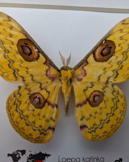 Framed Golden Emperor Moth Taxidermy, Entomology Wall Art