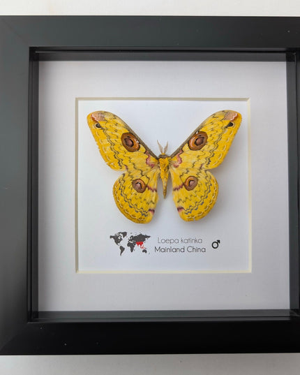 Framed Golden Emperor Moth Taxidermy, Entomology Wall Art