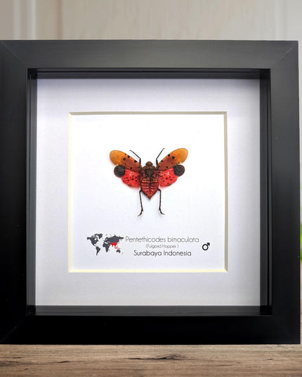 Framed pentethicodes bimaculata, asian planthopper, entomology gift (6" x 6")