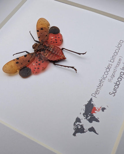 Framed pentethicodes bimaculata, asian planthopper, entomology gift (6" x 6")