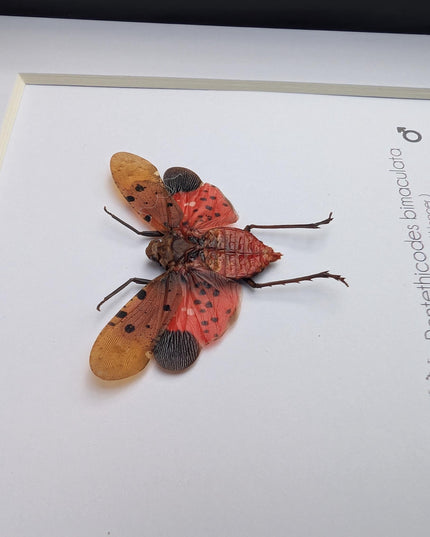Framed pentethicodes bimaculata, asian planthopper, entomology gift (6" x 6")