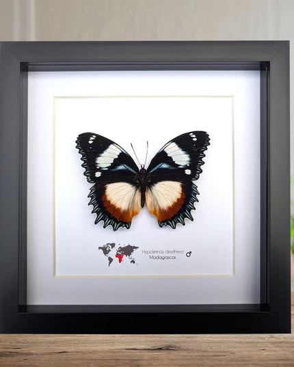 Framed Madagascar Diadem Butterfly Taxidermy, Entomology Gift (8x8)