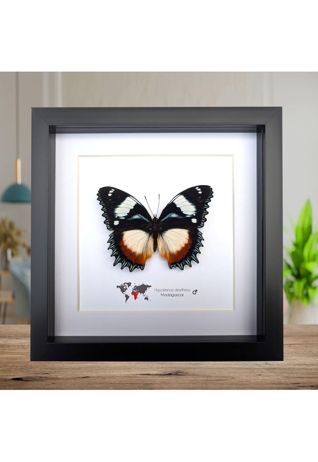 Framed Madagascar Diadem Butterfly Taxidermy, Entomology Gift (8x8)