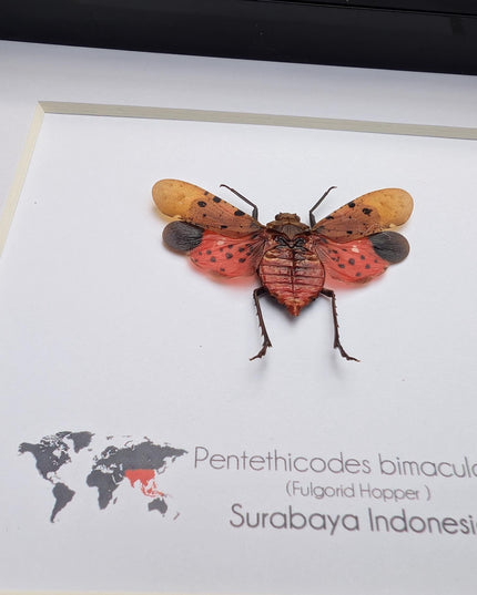 Framed pentethicodes bimaculata, asian planthopper, entomology gift (6" x 6")