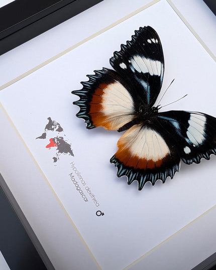 Framed Madagascar Diadem Butterfly Taxidermy, Entomology Gift (8x8)