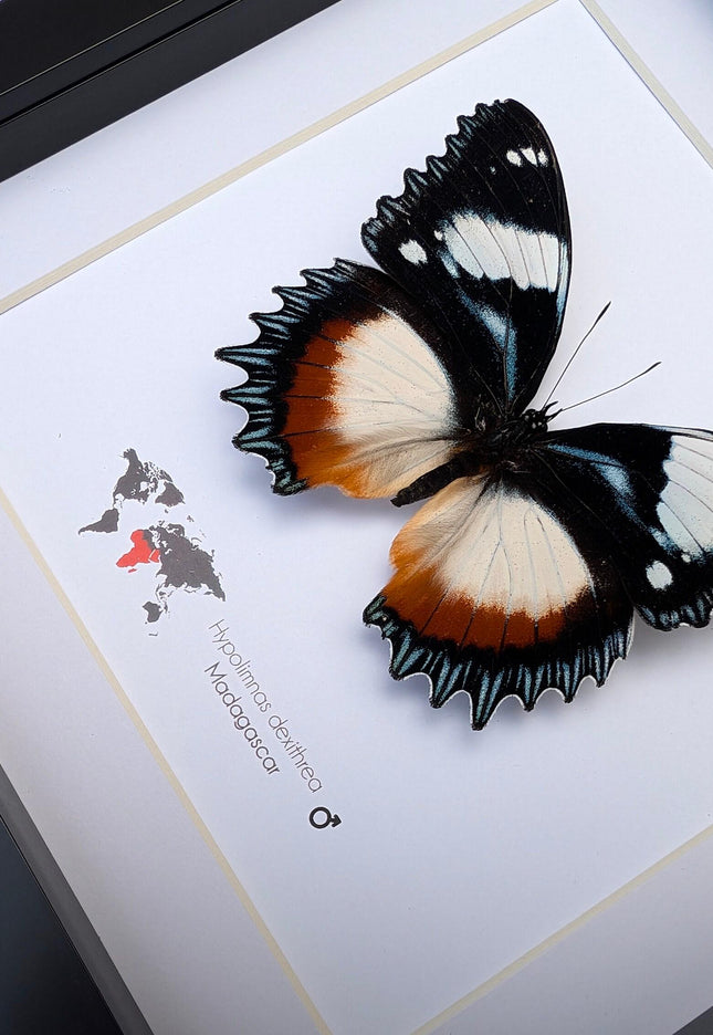 Framed Madagascar Diadem Butterfly Taxidermy, Entomology Gift (8x8)