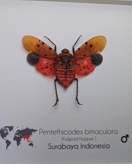 Framed pentethicodes bimaculata, asian planthopper, entomology gift (6" x 6")