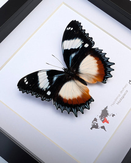 Framed Madagascar Diadem Butterfly Taxidermy, Entomology Gift (8x8)