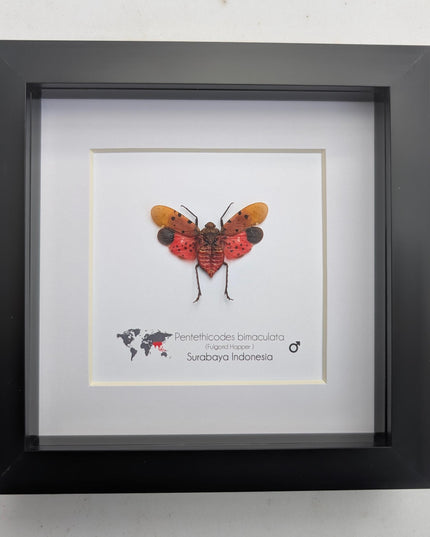 Framed pentethicodes bimaculata, asian planthopper, entomology gift (6" x 6")