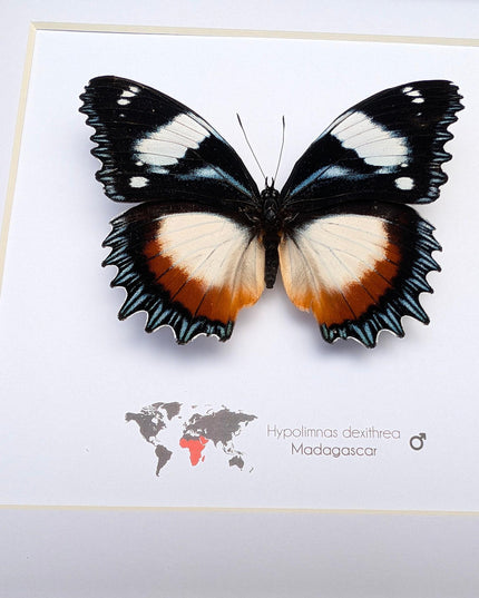 Framed Madagascar Diadem Butterfly Taxidermy, Entomology Gift (8x8)