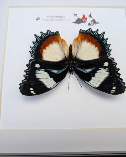 Framed Madagascar Diadem Butterfly Taxidermy, Entomology Gift (8x8)