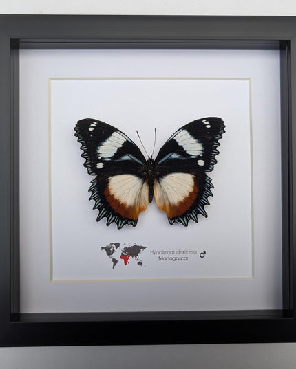 Framed Madagascar Diadem Butterfly Taxidermy, Entomology Gift (8x8)