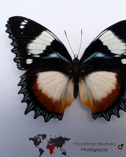 Framed Madagascar Diadem Butterfly Taxidermy, Entomology Gift (8x8)