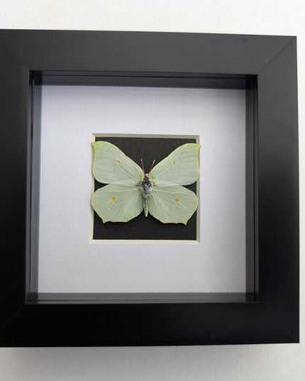 Framed brimstone butterfly taxidermy: ethically sourced entomology art