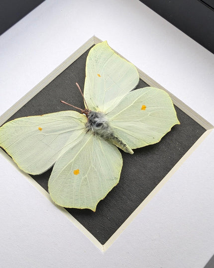 Framed brimstone butterfly taxidermy: ethically sourced entomology art