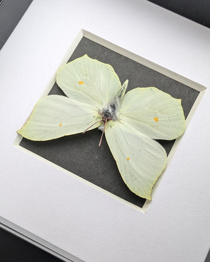 Framed brimstone butterfly taxidermy: ethically sourced entomology art