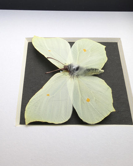 Framed brimstone butterfly taxidermy: ethically sourced entomology art