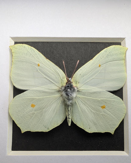 Framed brimstone butterfly taxidermy: ethically sourced entomology art