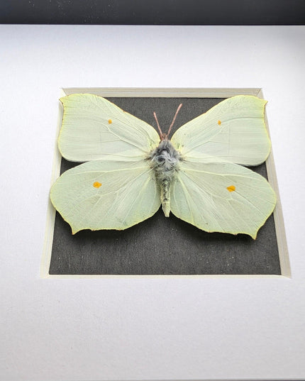 Framed brimstone butterfly taxidermy: ethically sourced entomology art