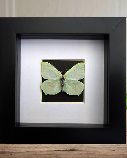 Framed brimstone butterfly taxidermy: ethically sourced entomology art