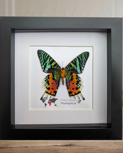 Framed Madagascan Sunset Moth, Urania Ripheus, Taxidermy Bug Art