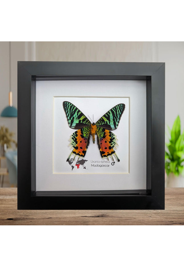 Framed Madagascan Sunset Moth, Urania Ripheus, Taxidermy Bug Art