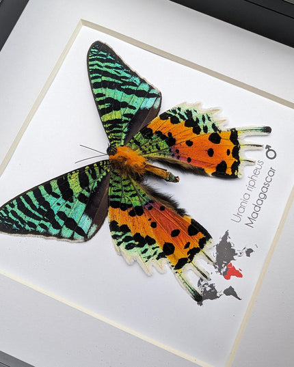 Framed Madagascan Sunset Moth, Urania Ripheus, Taxidermy Bug Art