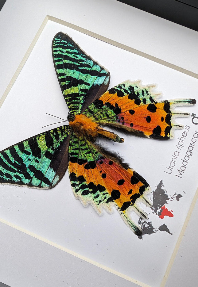 Framed Madagascan Sunset Moth, Urania Ripheus, Taxidermy Bug Art