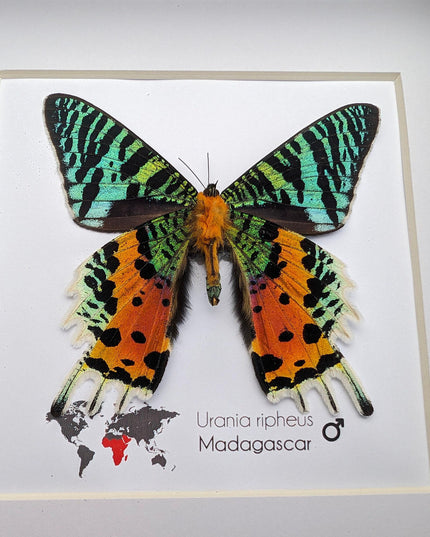 Framed Madagascan Sunset Moth, Urania Ripheus, Taxidermy Bug Art