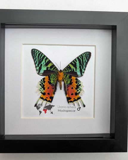Framed Madagascan Sunset Moth, Urania Ripheus, Taxidermy Bug Art