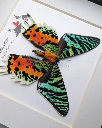 Framed Madagascan Sunset Moth, Urania Ripheus, Taxidermy Bug Art