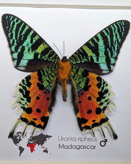 Framed Madagascan Sunset Moth, Urania Ripheus, Taxidermy Bug Art